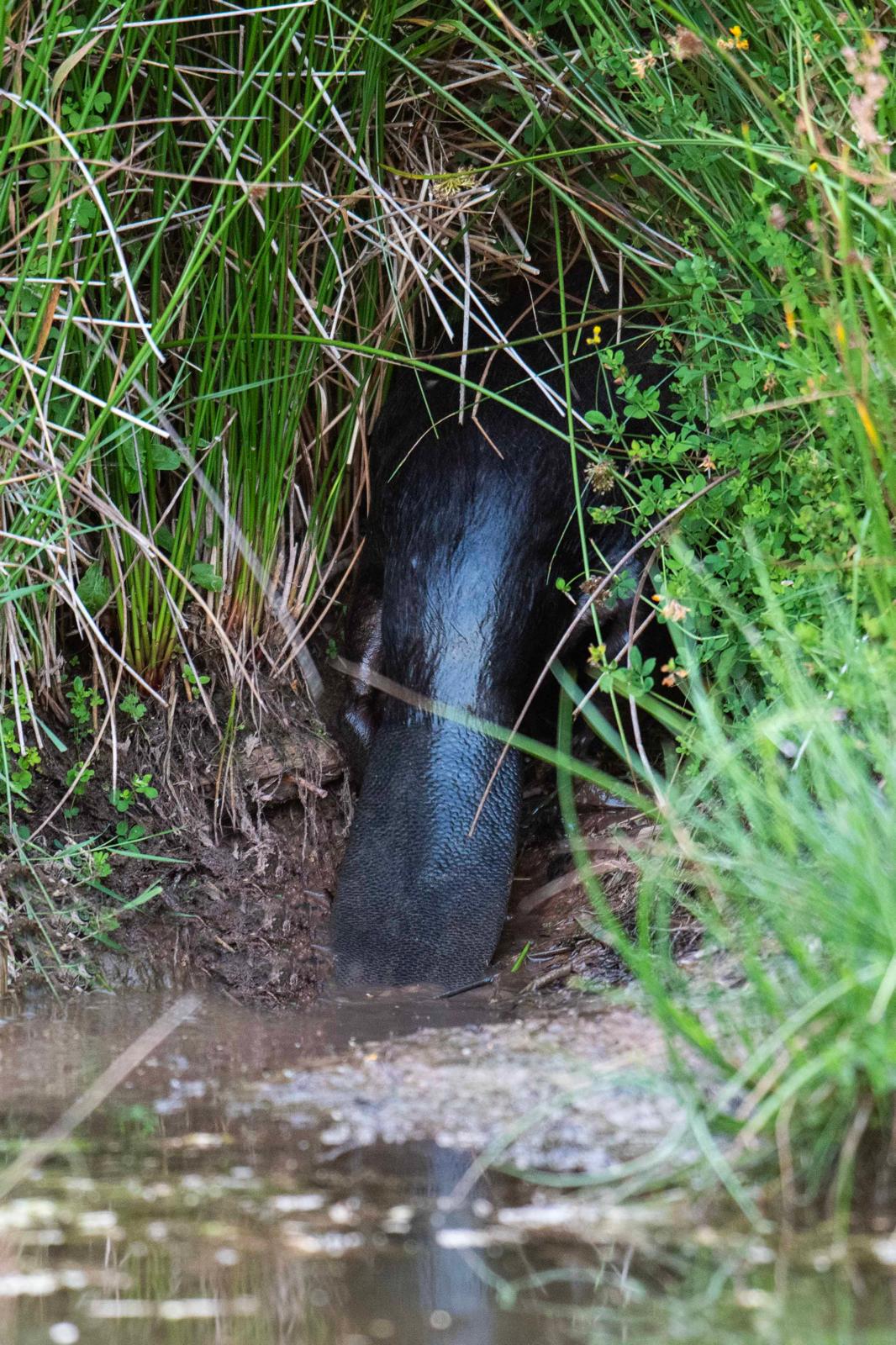 Beaver Lodge Entrance